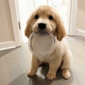 15 Adorable Puppy Pictures That Will Make You Melt - ilovedogscute.com