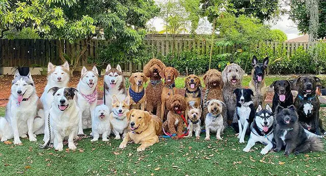 15 Amazing Group Photos Showing The Happiness Of Dogs - ilovedogscute.com