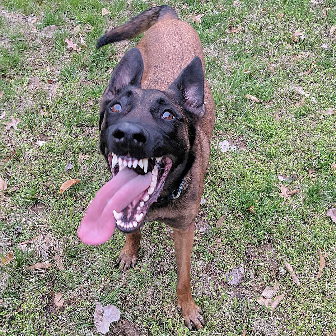 15 Hilarious Pictures Of Dogs That Show You Their Extremely Wide Mouth ...