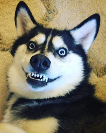 15 Funny Photos That Show Huskies Are The Weirdest Dogs Ever ...