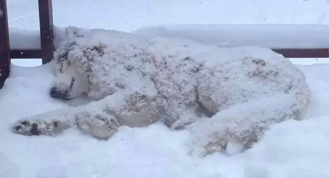 20 Photos Of Dogs Refusing To Come Inside When It's Snowing