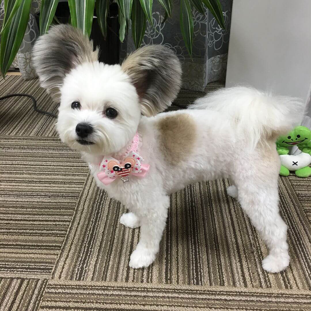 15 Pictures Of Dogs With Rare Unique Beauty