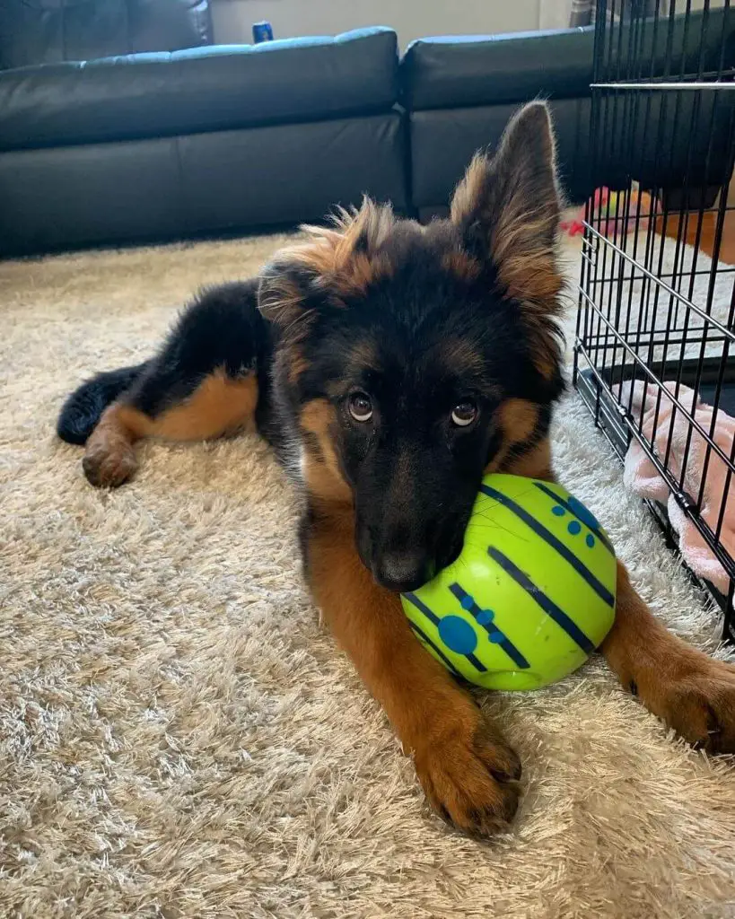 15 Adorable Photos Of German Shepherd Puppies With Pure Beauty ...