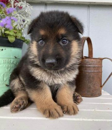 15 Adorable Photos Of German Shepherd Puppies With Pure Beauty ...