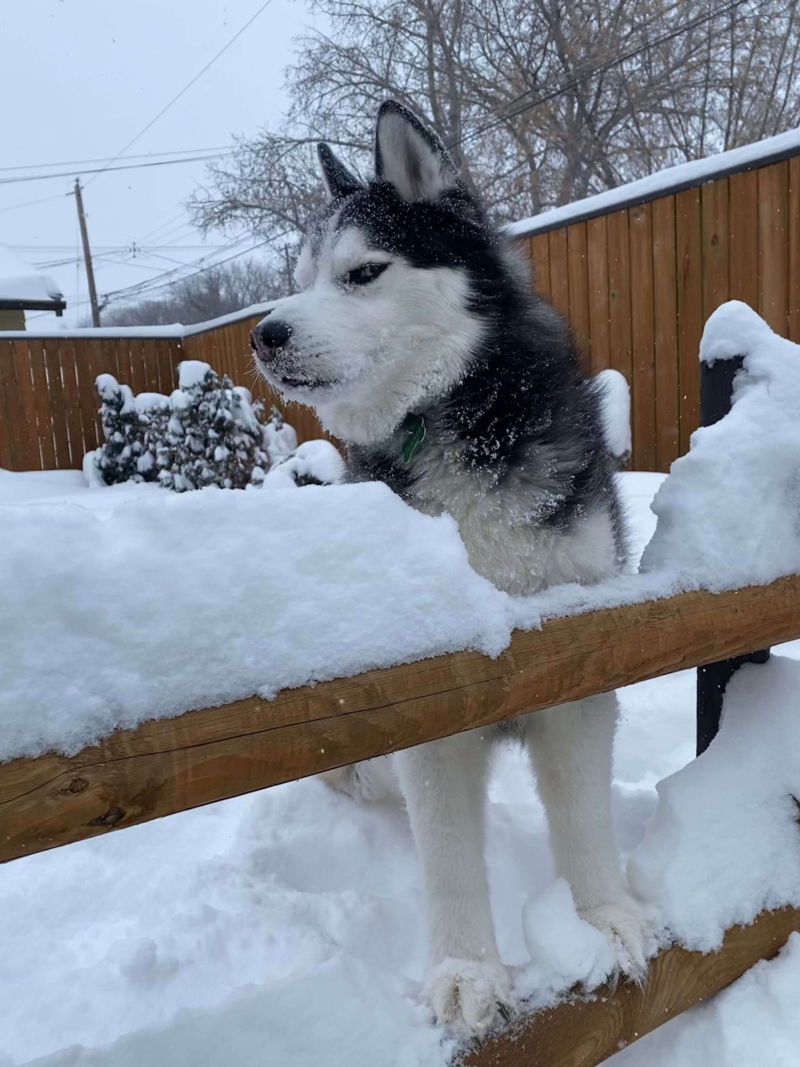 20 Photos Of Dogs Refusing To Come Inside When It's Snowing ...