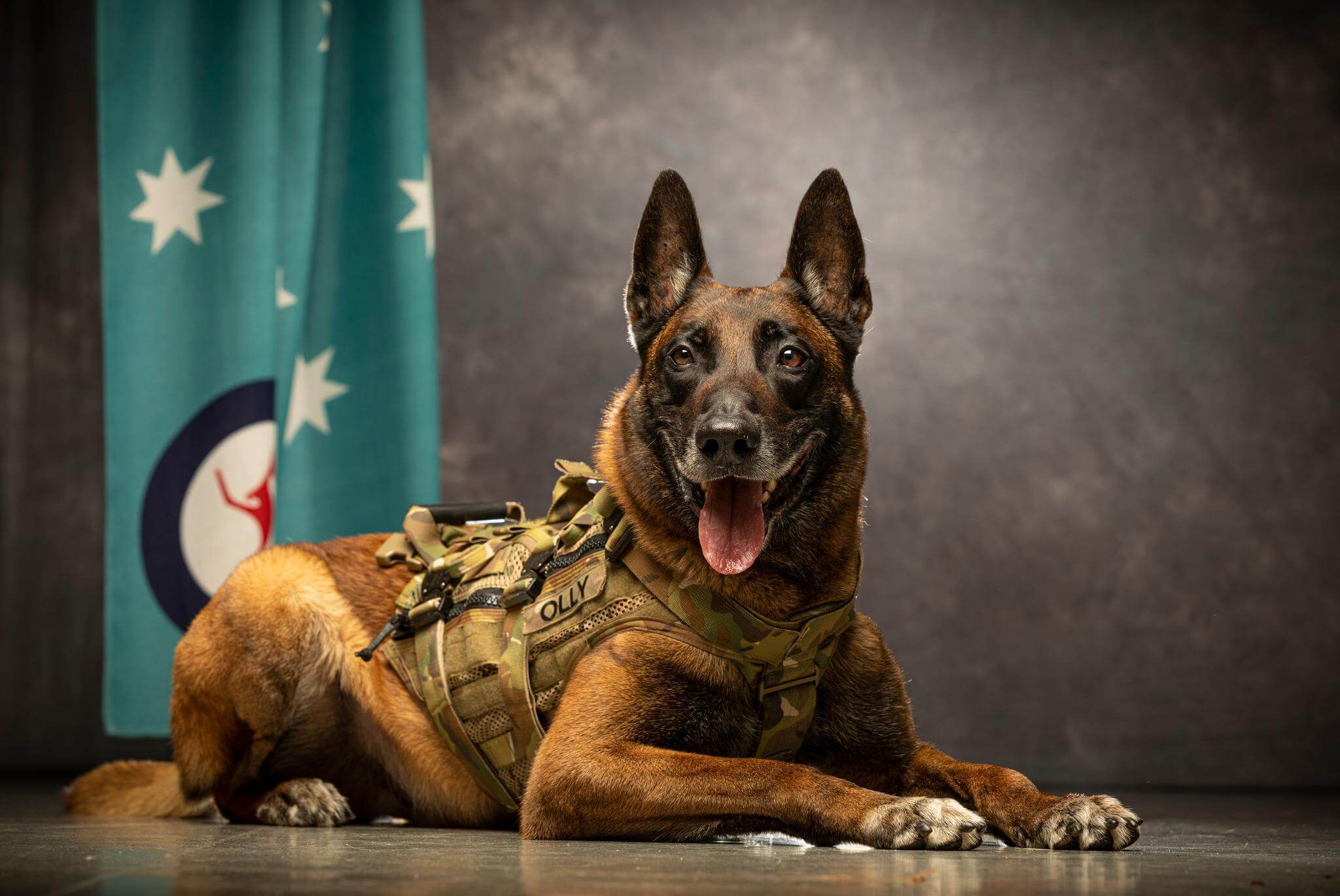 15 Amazing Pictures Of Specially Trained Real Working Dogs