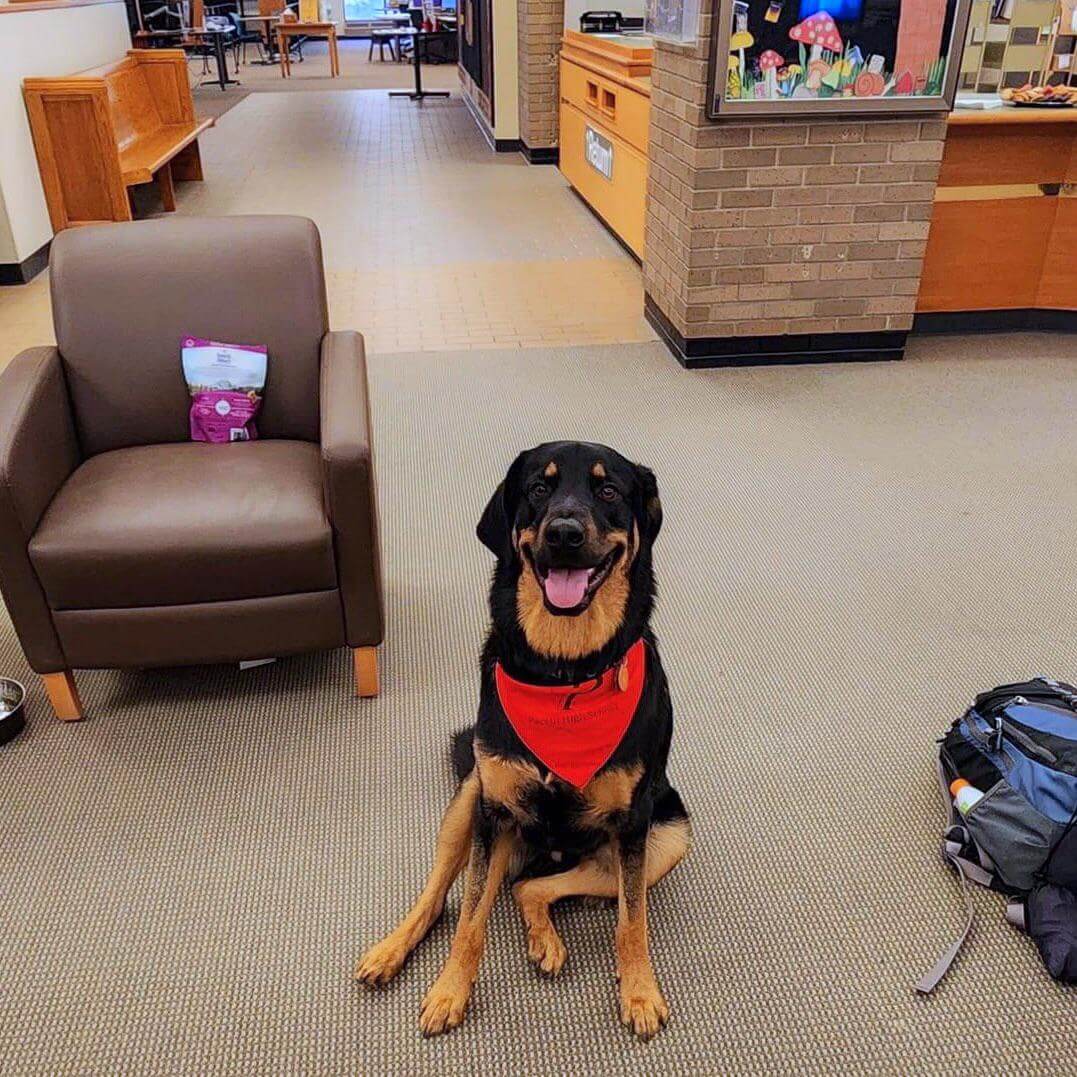 15 Amazing Pictures Of Specially Trained Real Working Dogs