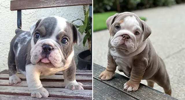 15 Adorable Photos Of English Bulldog Puppies That Make Everyone's 