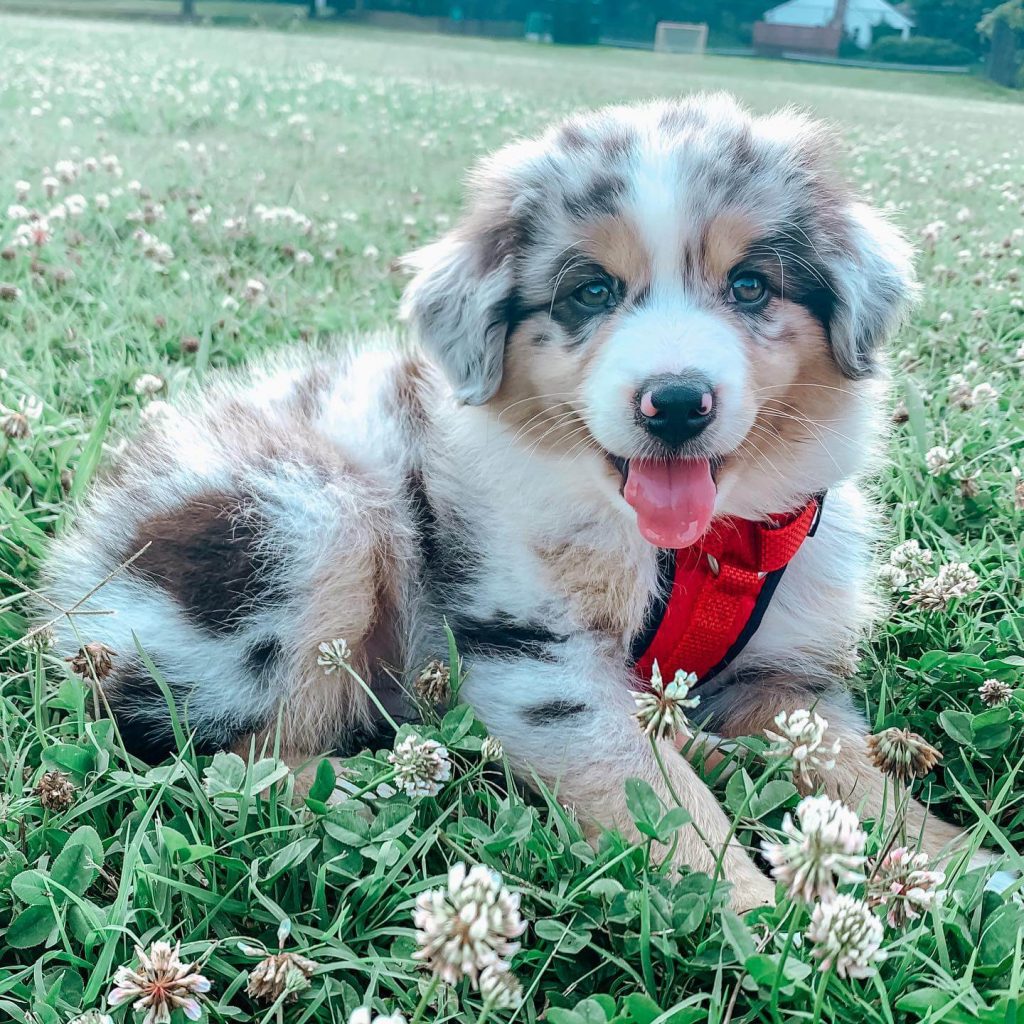 15 Photos Of Adorable Australian Shepherd Puppies With Pure Beauty ...