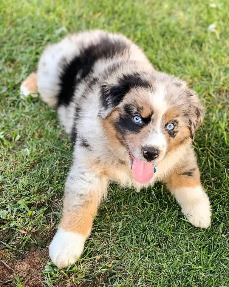 15 Photos Of Adorable Australian Shepherd Puppies With Pure Beauty ...