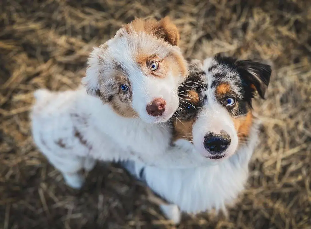 15 Photos Of Adorable Australian Shepherd Puppies With Pure Beauty