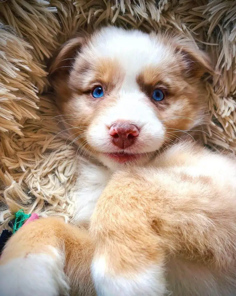 15 Photos Of Adorable Australian Shepherd Puppies With Pure Beauty ...