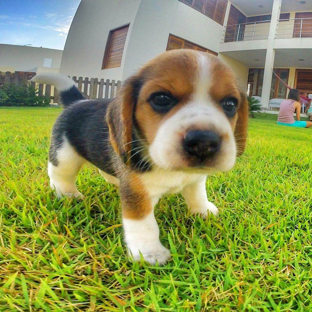 15 Photos Of Adorable Beagle Puppies That Make Everyone Fall In Love ...