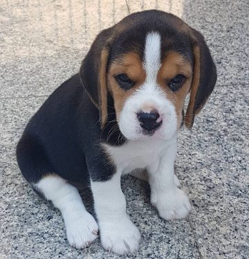 15 Photos Of Adorable Beagle Puppies That Make Everyone Fall In Love ...