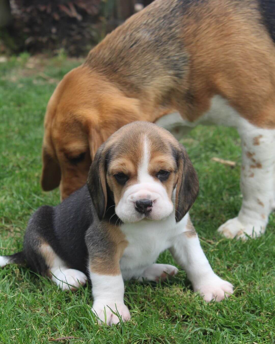 15 Photos Of Adorable Beagle Puppies That Make Everyone Fall In Love ...