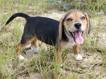 15 Photos Of Adorable Beagle Puppies That Make Everyone Fall In Love ...