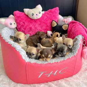 15 Adorable Pictures Of Chihuahua Puppies That Will Melt Your Heart