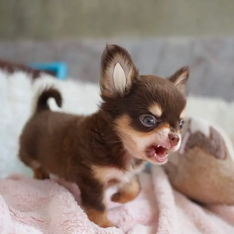 15 Adorable Pictures Of Chihuahua Puppies That Will Melt Your Heart ...