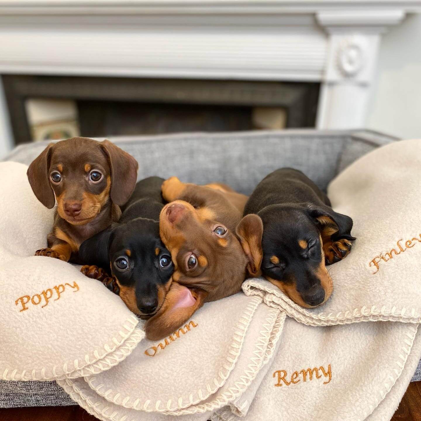 15 Photos Of Adorable Dachshund Puppies That Make Everyone Fall In Love ...