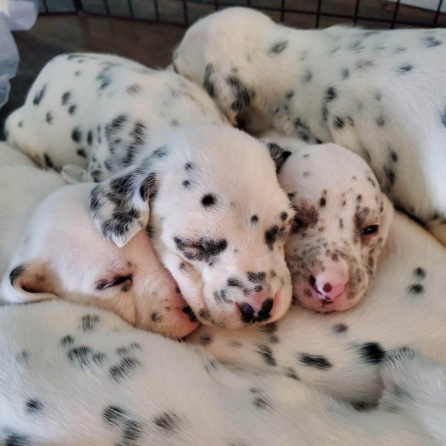 15 Adorable Photos Of Dalmatian Puppies With Pure Beauty ...