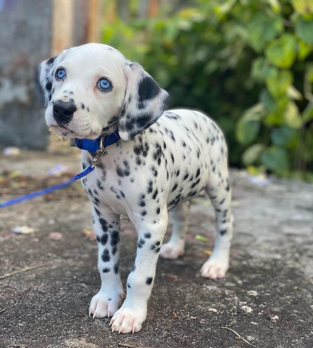 15 Adorable Photos Of Dalmatian Puppies With Pure Beauty ...