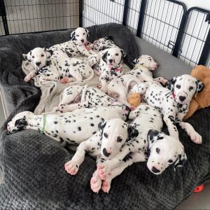 15 Adorable Photos Of Dalmatian Puppies With Pure Beauty ...