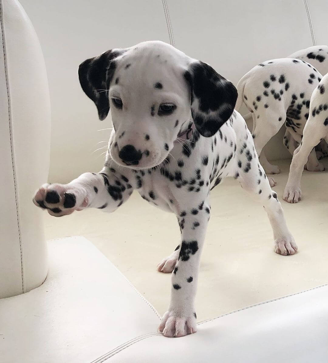 15 Adorable Photos Of Dalmatian Puppies With Pure Beauty 