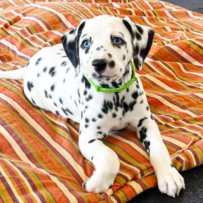 15 Adorable Photos Of Dalmatian Puppies With Pure Beauty ...