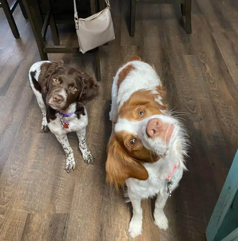 15 Pictures Of Adorable Dogs In The Head Tilt Challenge