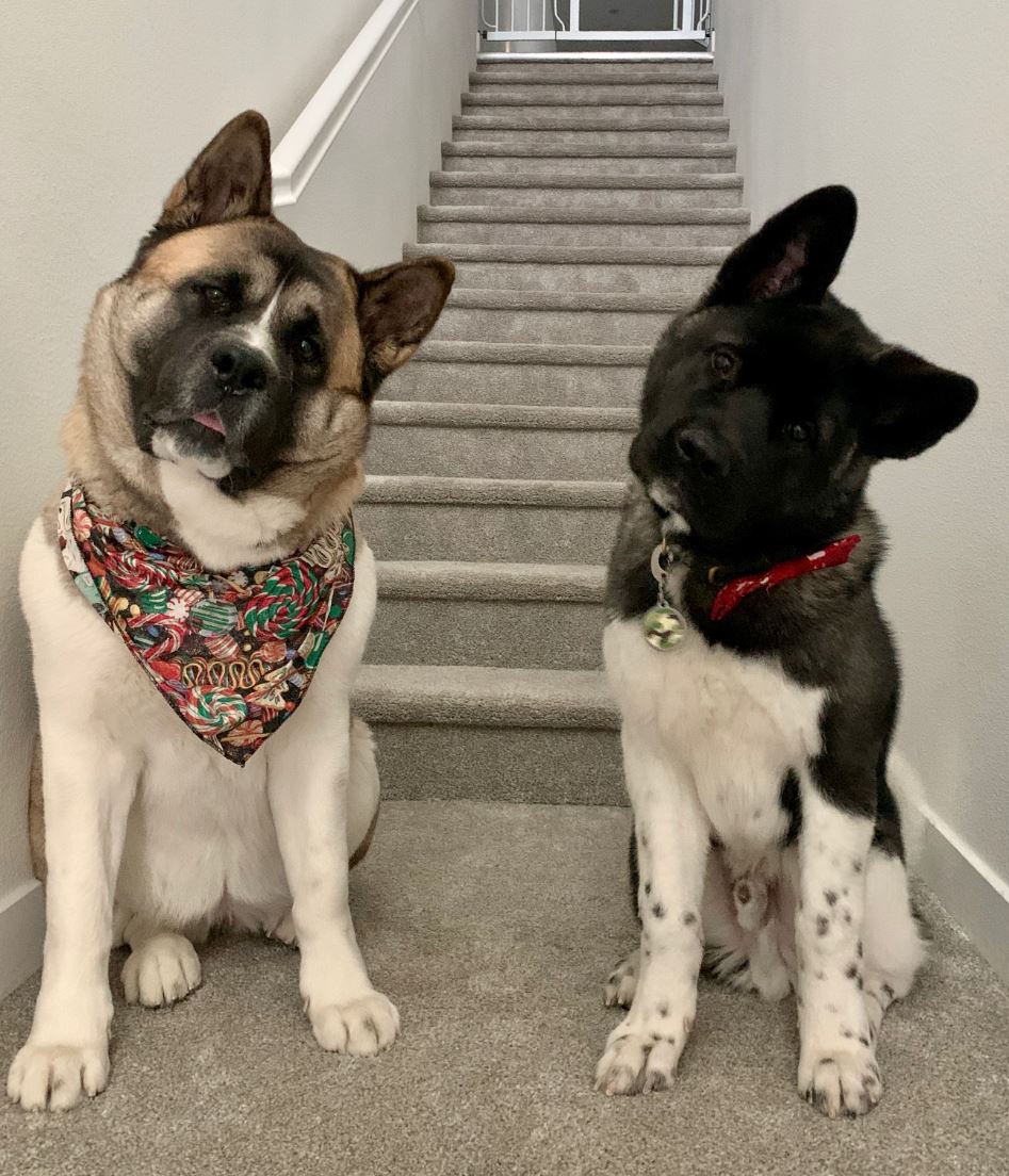 15 Pictures Of Adorable Dogs In The Head Tilt Challenge