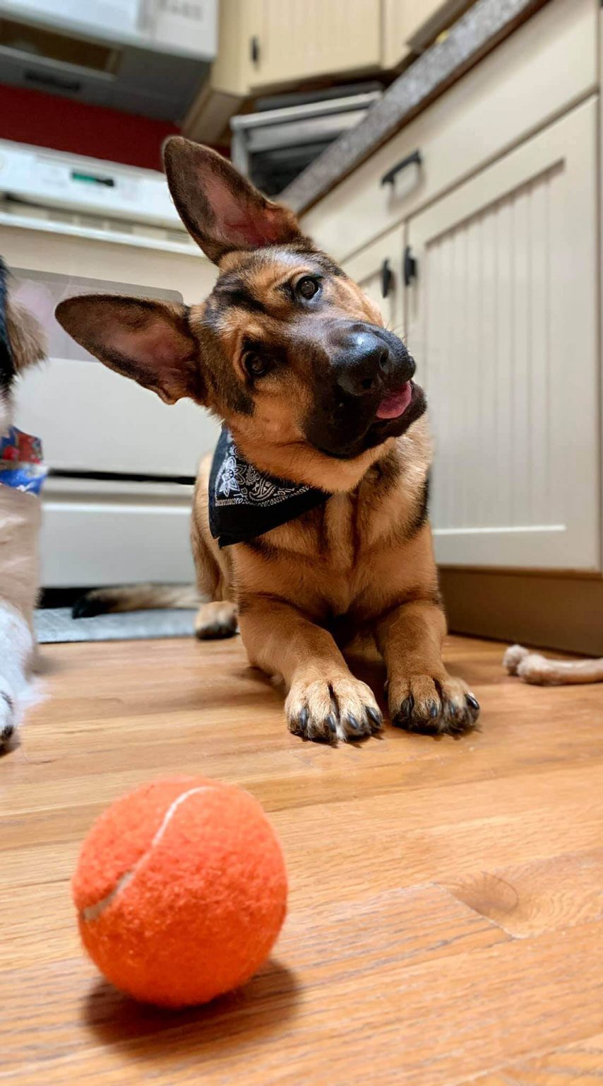 15 Pictures Of Adorable Dogs In The Head Tilt Challenge