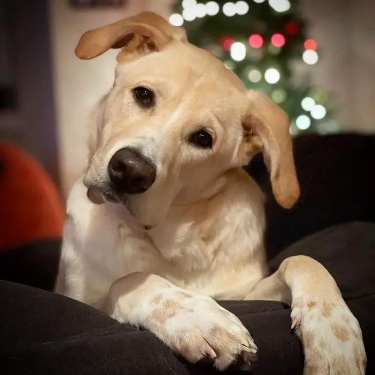 15 Pictures Of Adorable Dogs In The Head Tilt Challenge