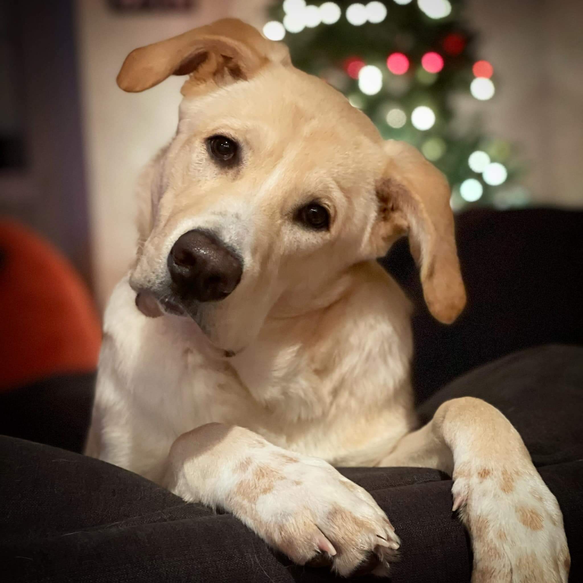 15 Pictures Of Adorable Dogs In The Head Tilt Challenge