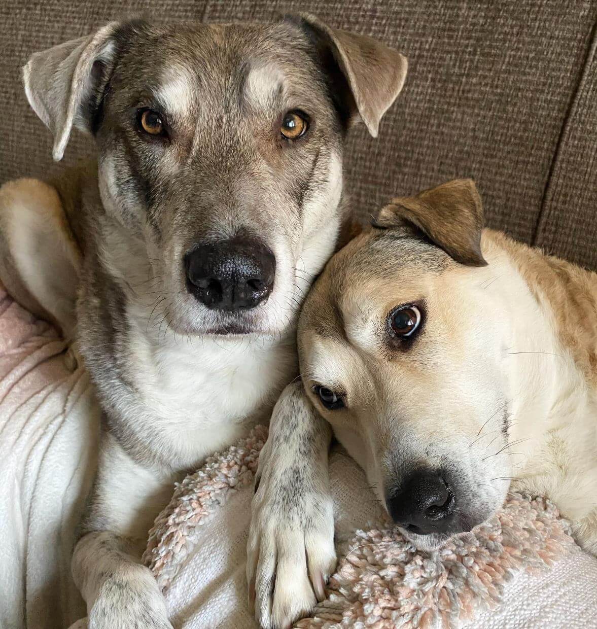 15 Adorable Pictures Of Affectionate Dogs In The Siblings Challenge