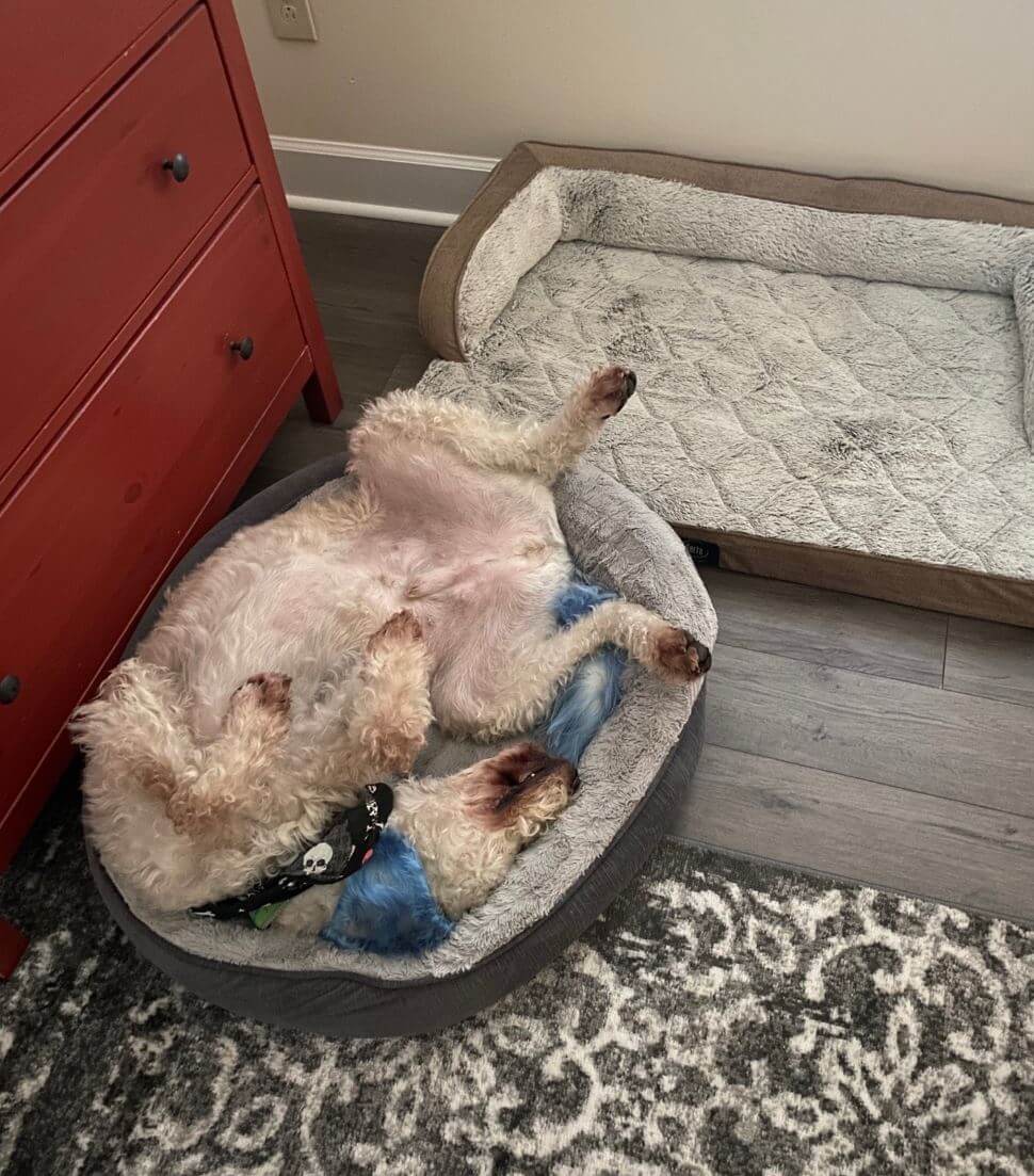 15 Hilarious Pictures Of How Dogs Use Dog Beds