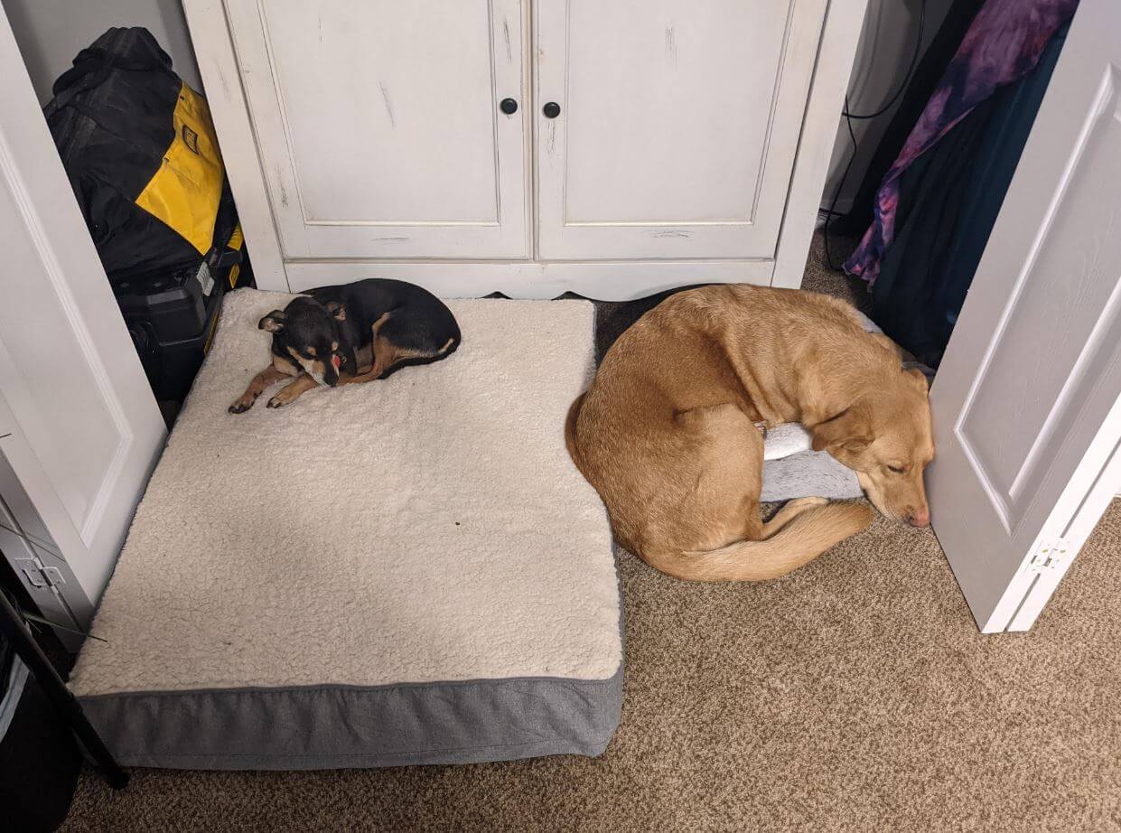 15 Hilarious Pictures Of How Dogs Use Dog Beds