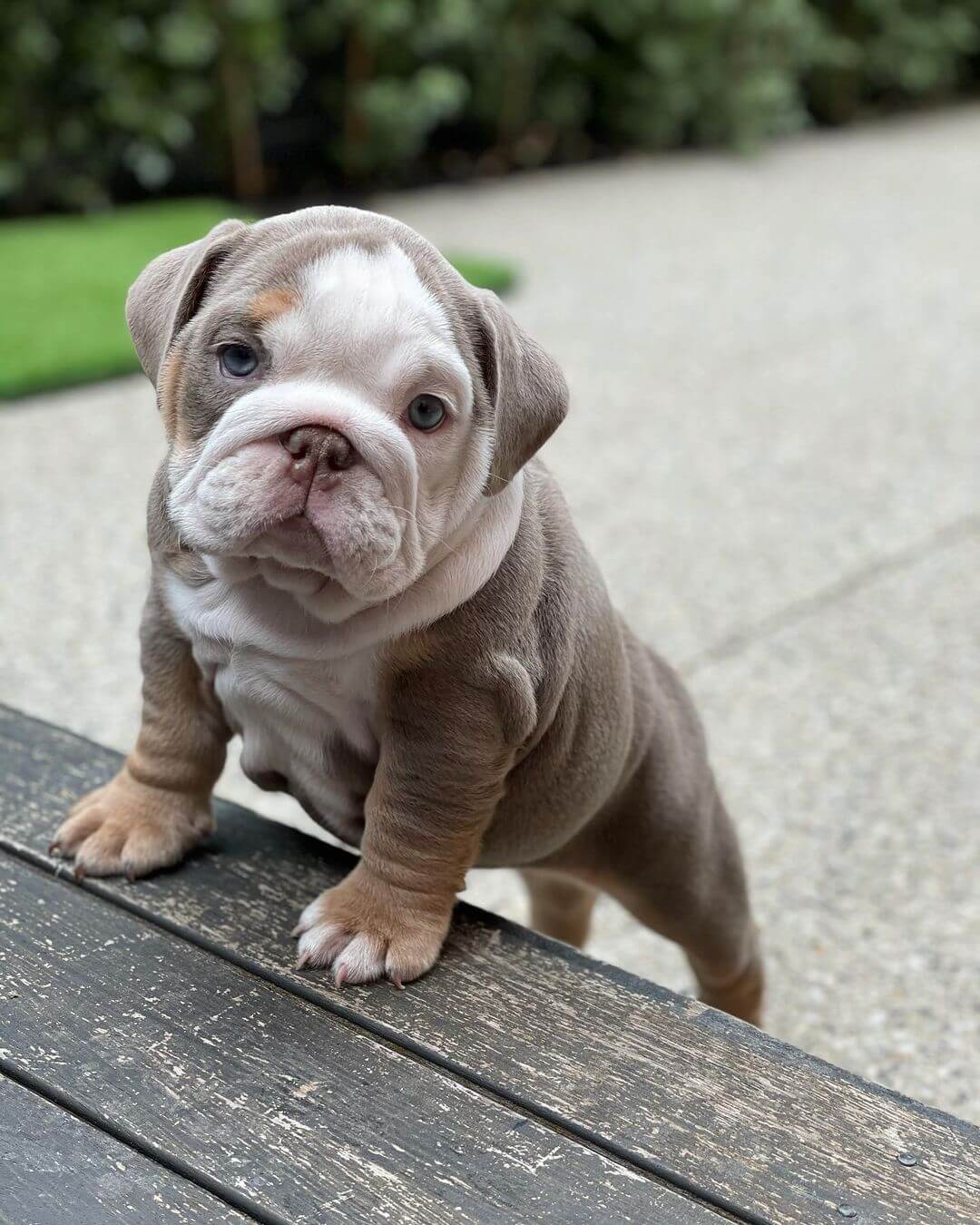 15 Adorable Photos Of English Bulldog Puppies That Make Everyone's ...