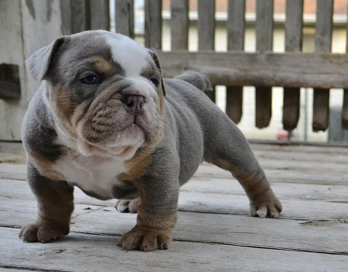 15 Adorable Photos Of English Bulldog Puppies That Make Everyone's ...