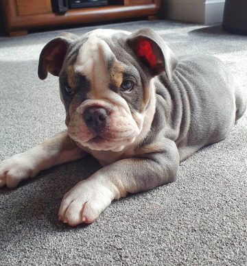 15 Adorable Photos Of English Bulldog Puppies That Make Everyone's ...