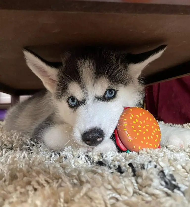 15 Photos Of Siberian Husky Puppies That Make Everyone Fall In Love ...