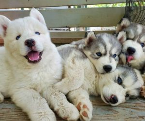 15 Photos Of Siberian Husky Puppies That Make Everyone Fall In Love ...