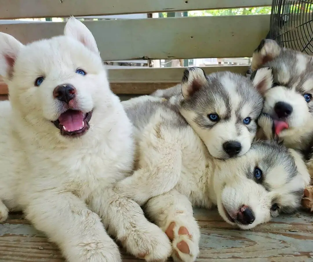15 Photos Of Siberian Husky Puppies That Make Everyone Fall In Love