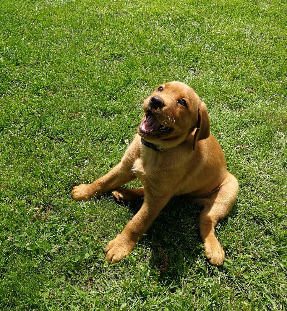 15 Hilarious Pictures Of Labrador Retrievers With Weird Actions