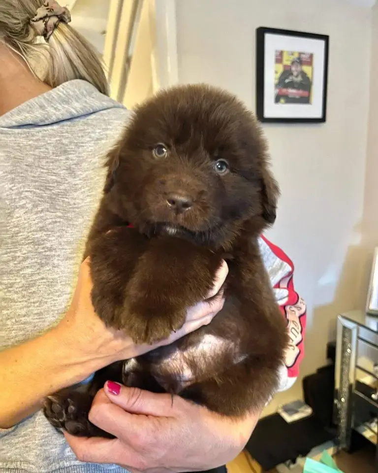 15 Photos Of Newfoundland Puppies That Will Make You Fall In Love