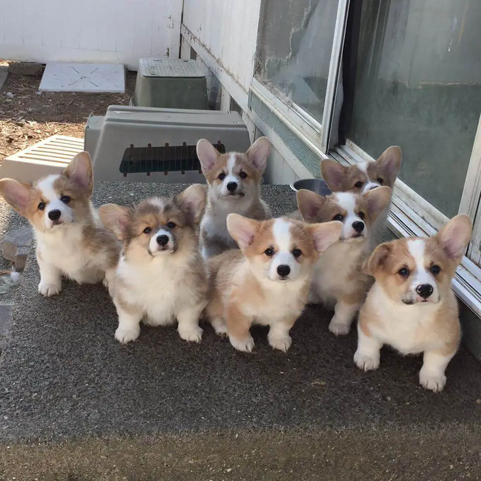 15 Photos Of Pembroke Welsh Corgi Puppies With Pure Beauty 