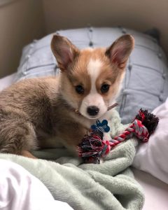 15 Photos Of Pembroke Welsh Corgi Puppies With Pure Beauty ...