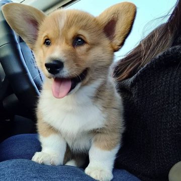 15 Photos Of Pembroke Welsh Corgi Puppies With Pure Beauty ...