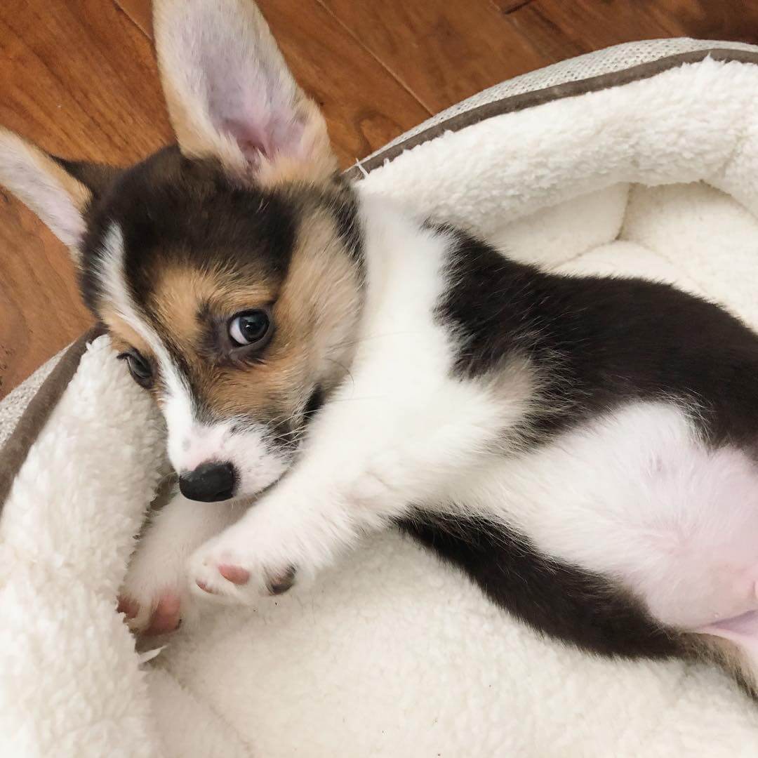 15 Photos Of Pembroke Welsh Corgi Puppies With Pure Beauty ...