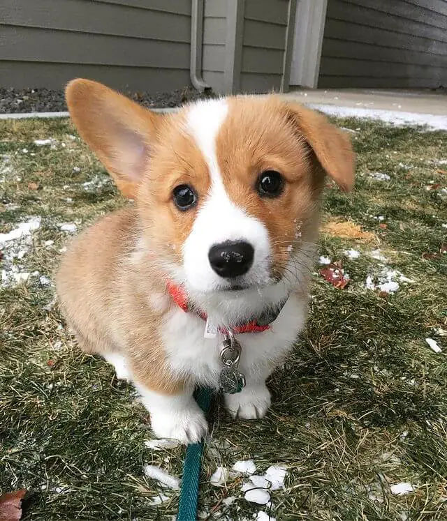 15 Photos Of Pembroke Welsh Corgi Puppies With Pure Beauty ...