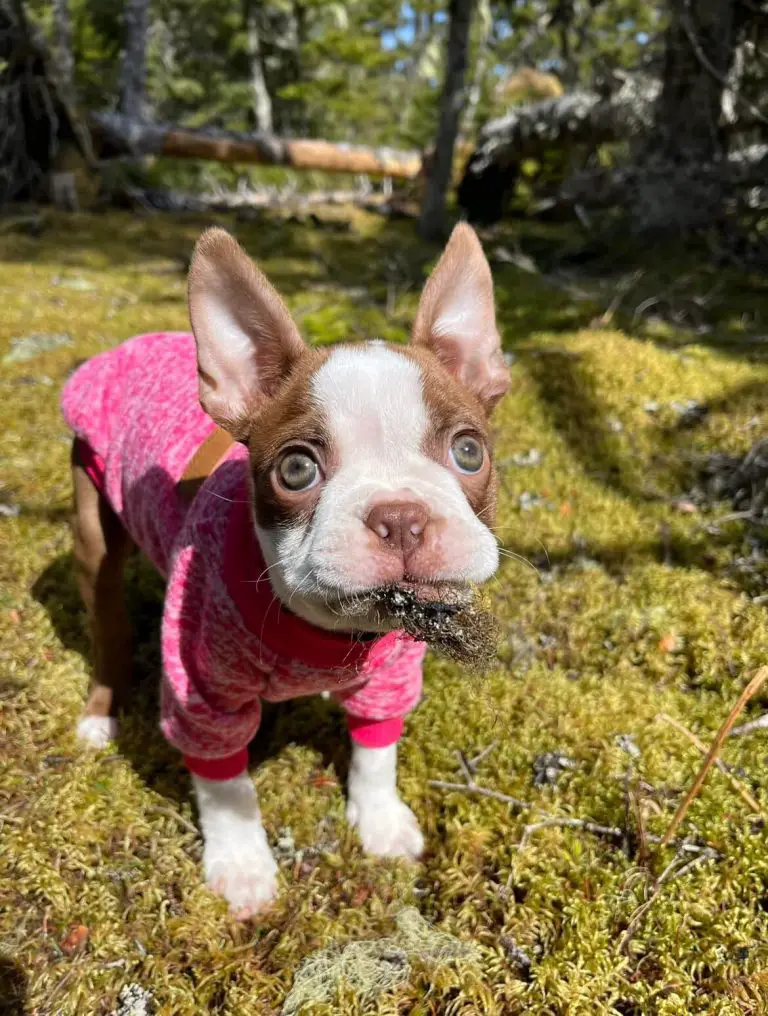 15 Adorable Pictures Of Dogs In The Pretty Eyes Challenge
